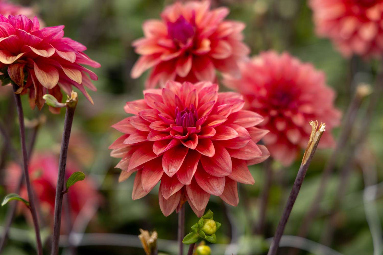 Dahlie ‘American Dawn’